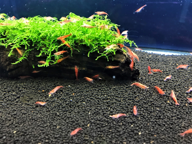 流木の水草に群がる赤いヌマエビと黒いソイルの底砂