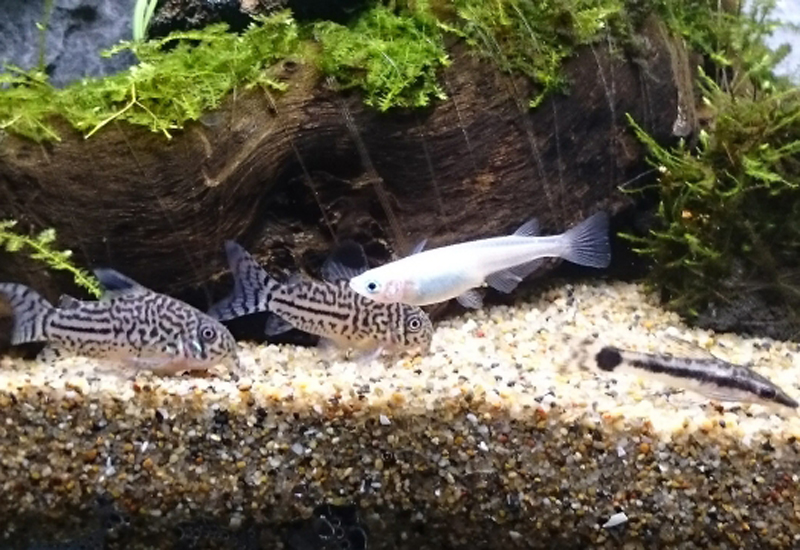 流木の前を泳ぐメダカとコリドラスの仲間と水草