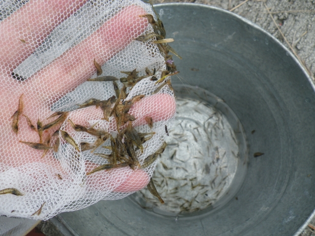 白い網ですくった大量の小魚とバケツ内の水に泳ぐ魚群