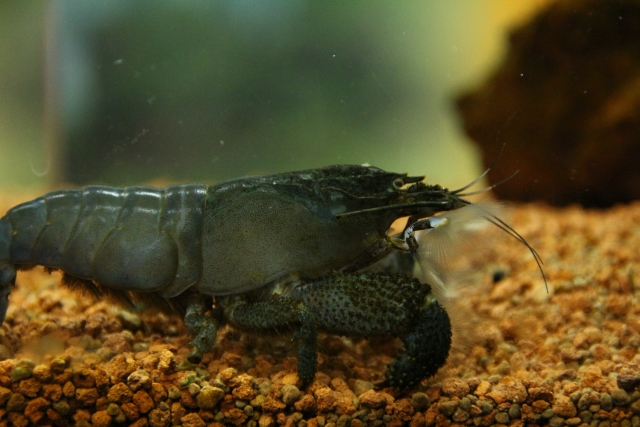 茶褐色の底砂の上を歩く黒い大型のエビの仲間