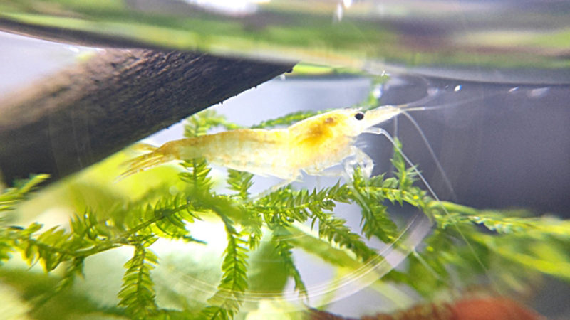 水草の上にいる黄色いヌマエビの仲間と流木