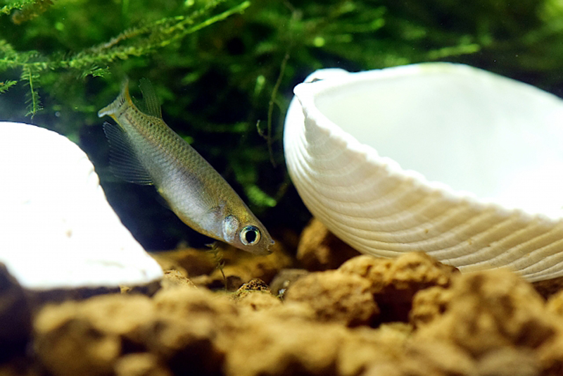白い貝殻と水草のそばを泳ぐメダカと底砂の赤玉土
