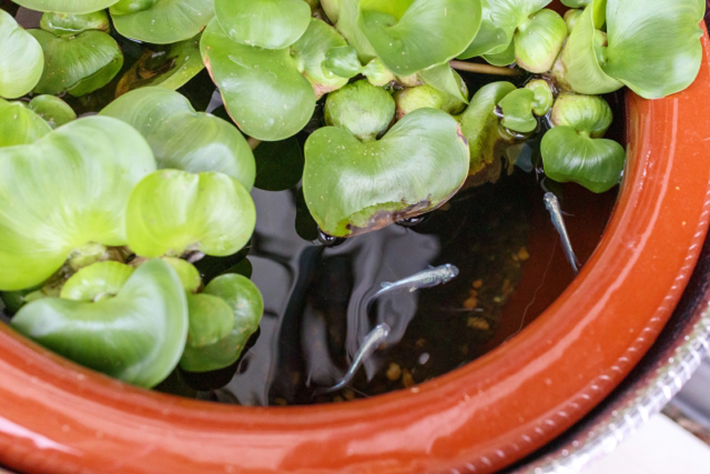睡蓮鉢に浮かぶホテイアオイと泳ぐメダカの俯瞰画像