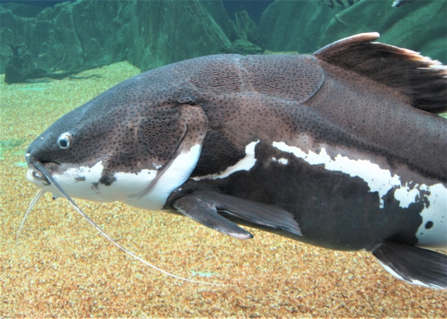 砂利の上を泳ぐ白黒模様の大型ナマズの仲間