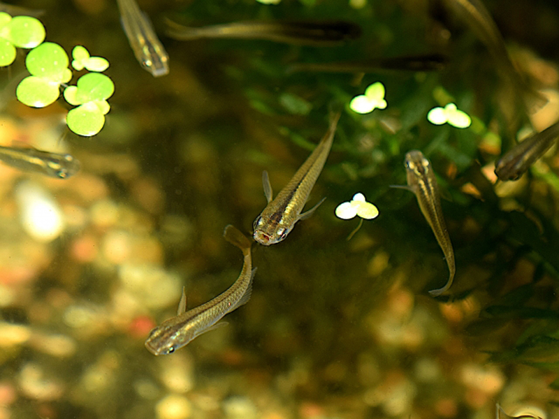 水草が浮かぶ水槽を泳ぐメダカの俯瞰写真