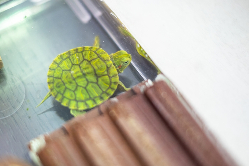 水槽内を泳ぐ緑色のカメの赤ちゃんと茶色の浮き島