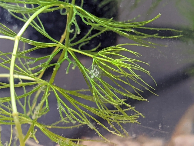 水草の葉に付着した透明なゼリー状の貝の卵塊