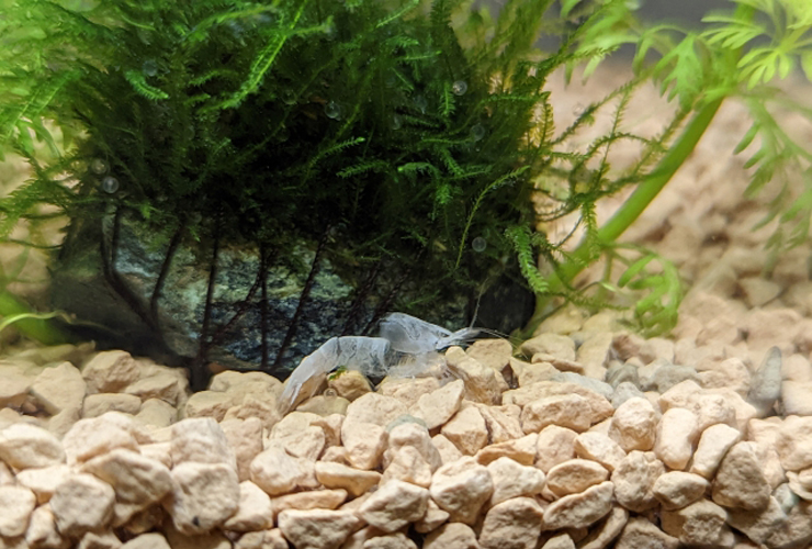 底砂の上に落ちているエビの脱皮殻と水草の活着石
