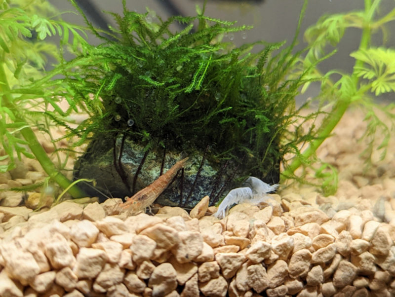 水草の茂みと砂利の上にいるエビと白い脱皮殻