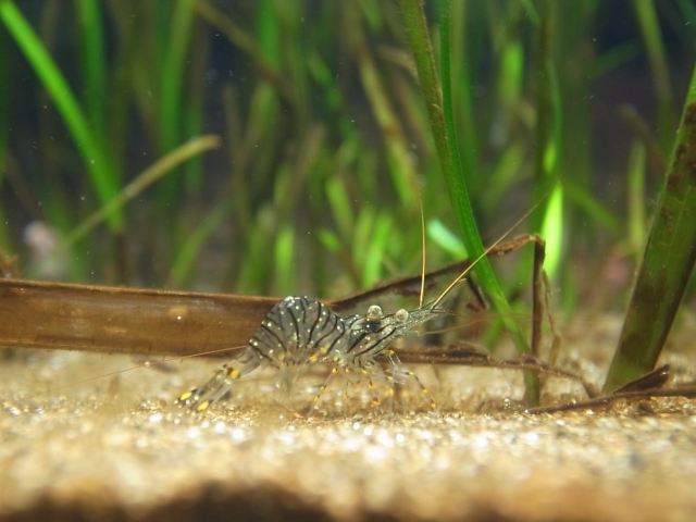 砂底に佇む縞模様のエビと背景に生い茂る細長い水草