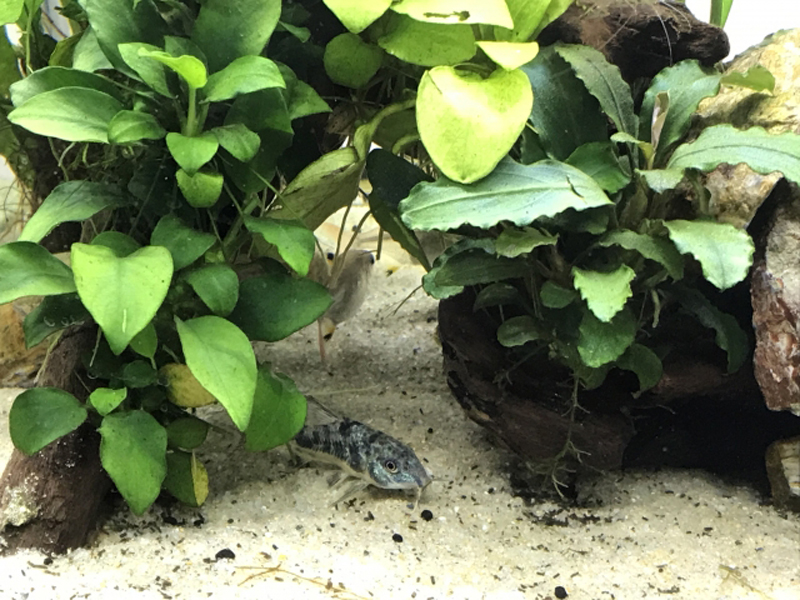 水草の陰に隠れるコリドラスの仲間と底砂の風景