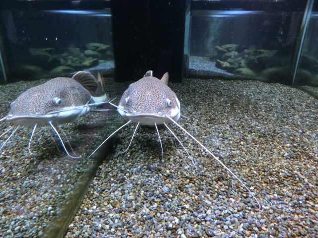 砂利を敷いた水槽の底で正面を向く大型ナマズの仲間