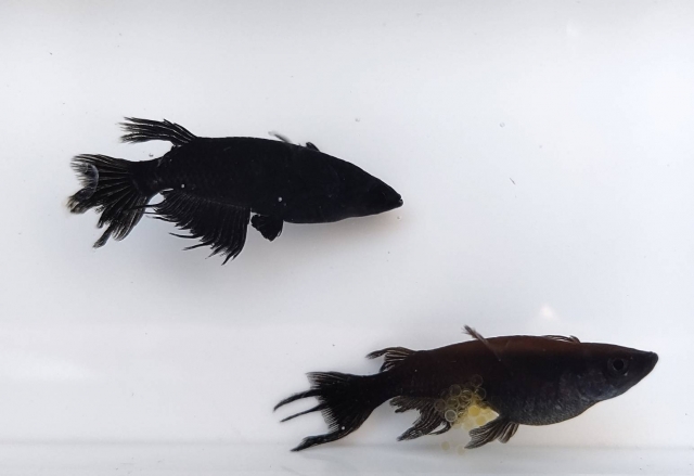 白い背景を泳ぐ2匹の黒いメダカの姿