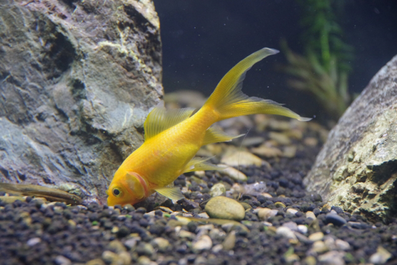 岩の間で底砂を突く黄色い金魚と水槽内の石や砂利