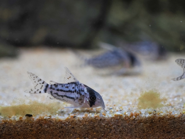 砂底で餌を探すコリドラスの仲間と水槽内の底砂