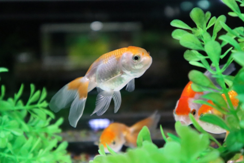 水草の間を泳ぐ数匹の金魚と緑色の人工水草