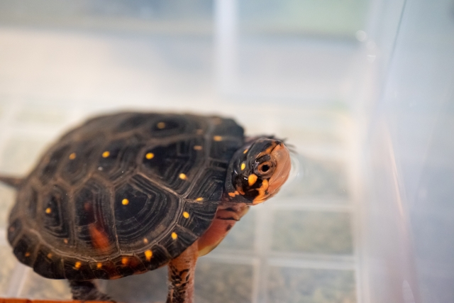 黄色い斑点模様がある黒い甲羅のカメと白い飼育容器