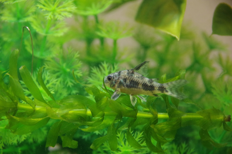 水草の上を泳ぐコリドラスの仲間と緑色の水草