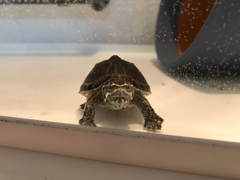 水槽の底で正面を向く小さなカメと右奥のシェルター