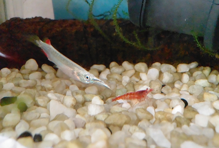 砂利の上の細長い魚と赤いエビの仲間