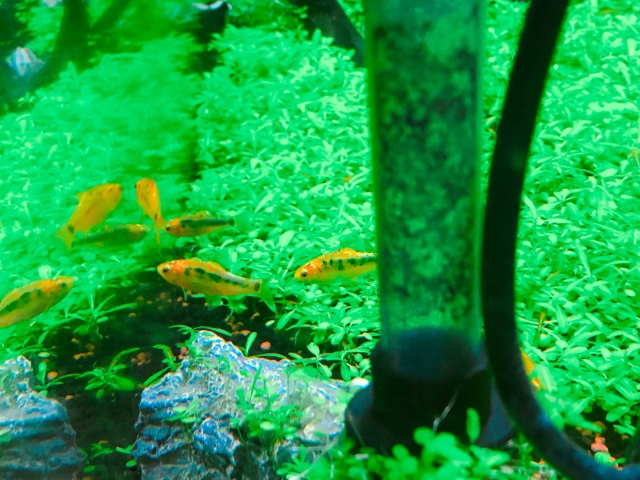 水草の茂みを泳ぐ黄色い小型熱帯魚と給排水パイプ
