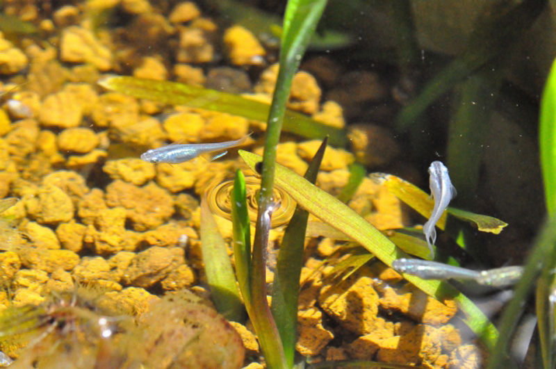 赤玉土を敷いた水槽内を泳ぐ数匹のメダカと水草