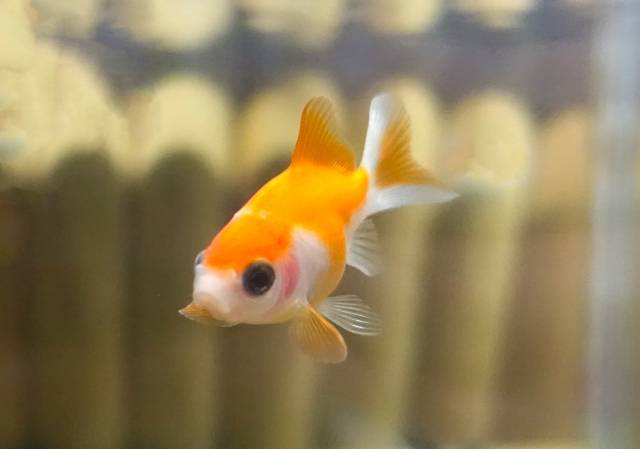 水槽内を泳ぐオレンジと白の模様の金魚の正面写真