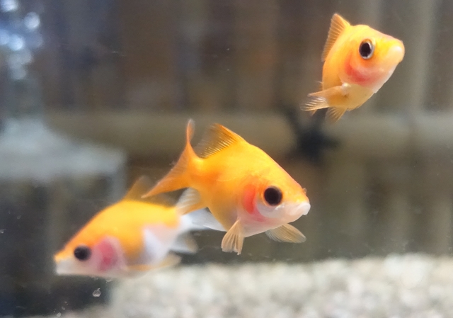 水槽内を泳ぐ3匹の小さな金魚と底砂の風景
