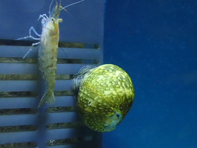水槽の吸水口に付着するエビと貝の仲間