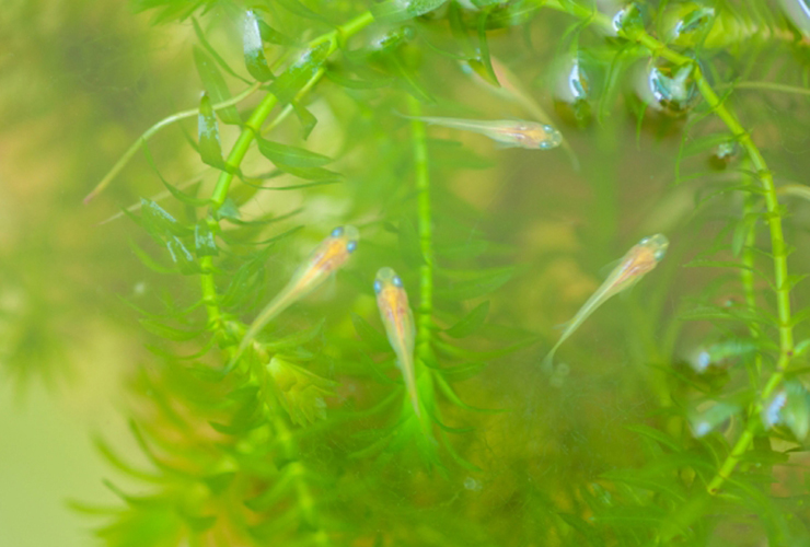 水草の間を泳ぐ数匹のメダカと緑色のアナカリス類
