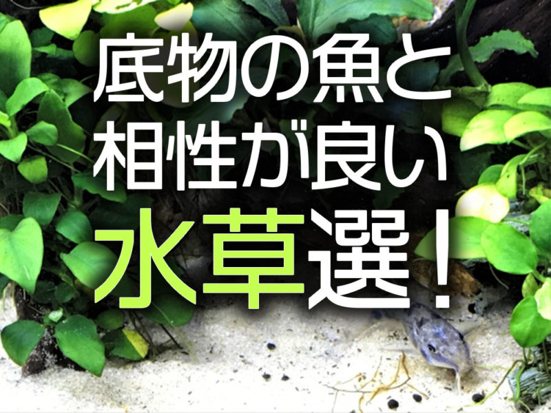 底物の魚と相性が良い水草選の見出し画像