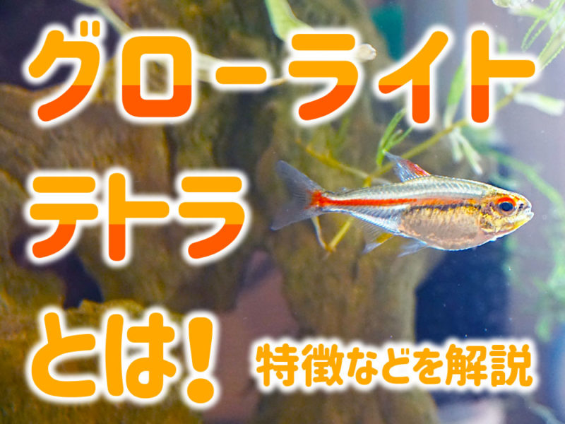 グローライトテトラとは！特徴などを解説の見出し画像