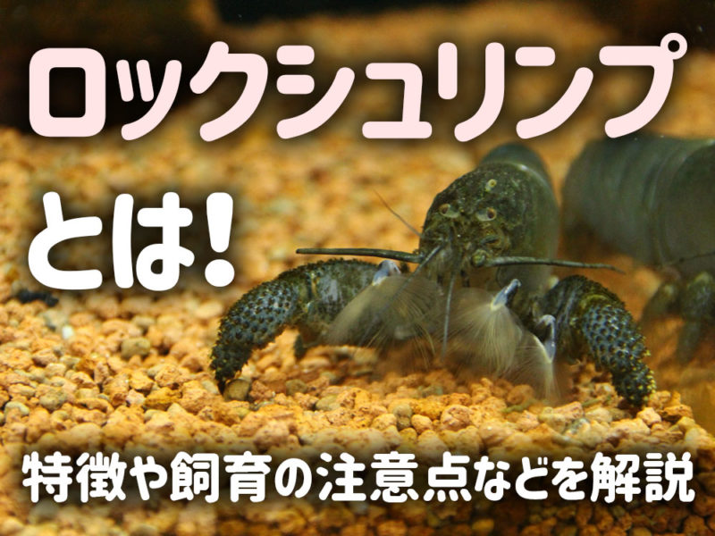 ロックシュリンプの特徴や飼育注意点の見出し画像