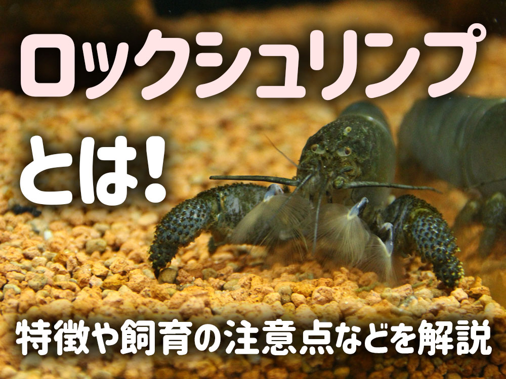 ロックシュリンプとは!特徴や飼育の注意点から給餌や混泳を解説!のサムネイル画像