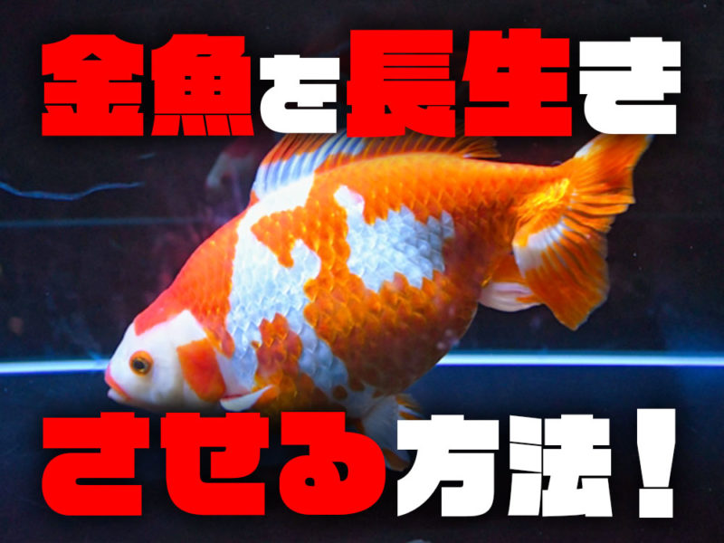 金魚を長生きさせる方法の文字と紅白の金魚の見出し画像