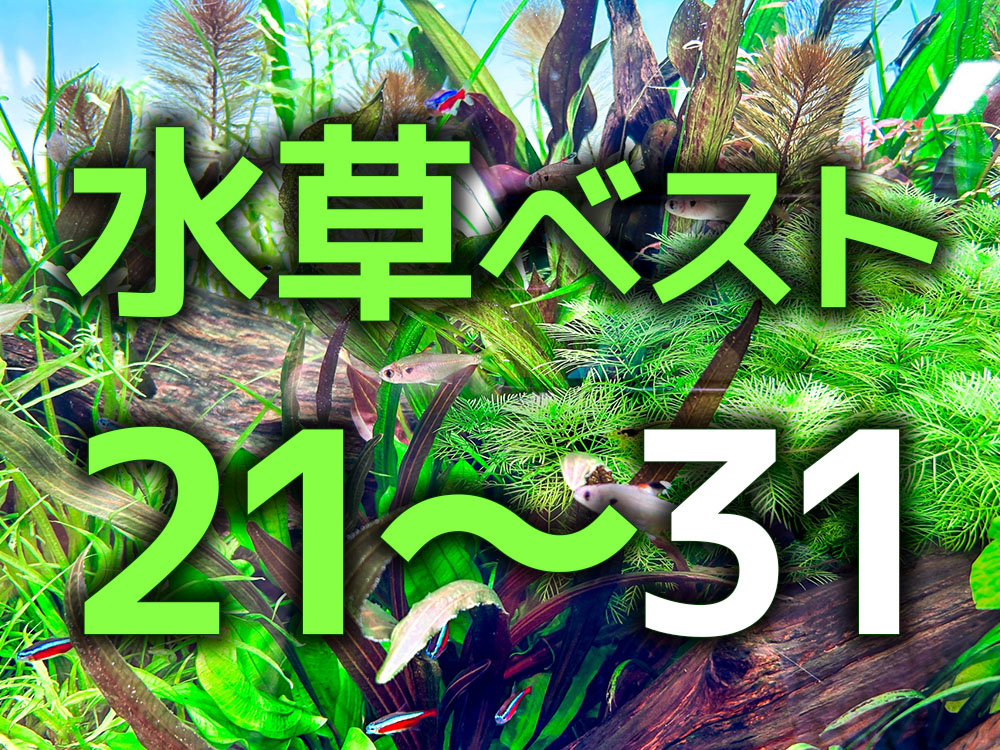 きれいでおすすめ人気の水草ベスト21～30！育てやすい種類を紹介のサムネイル画像