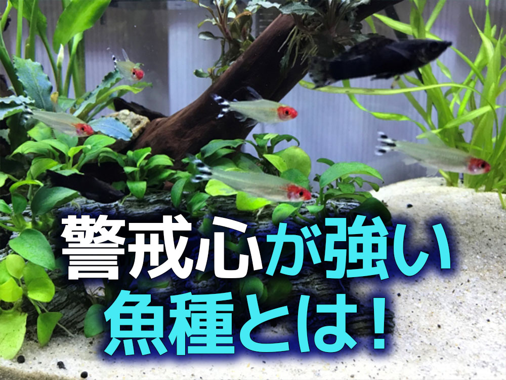 警戒心が強い熱帯魚とは!熱帯魚が警戒心を持つ理由と神経質な魚種例のサムネイル画像