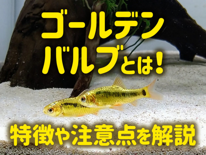 ゴールデンバルブの特徴や注意点の見出し画像