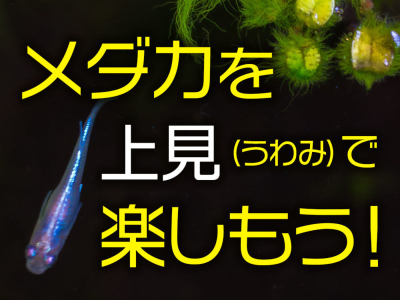 メダカを上見で楽しもう！の文字と泳ぐメダカの見出し画像