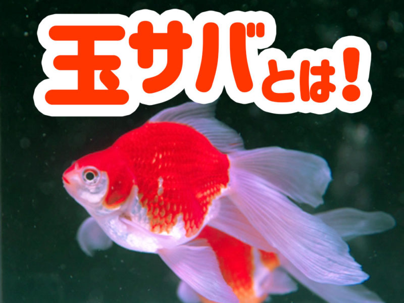 玉サバとは!の文字と泳ぐ紅白の金魚の見出し画像