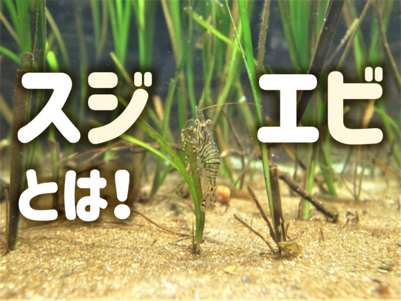 スジエビとは！の文字と水草に掴まるエビの見出し画像