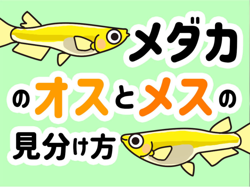 メダカのオスとメスの見分け方の文字とイラストの見出し画像