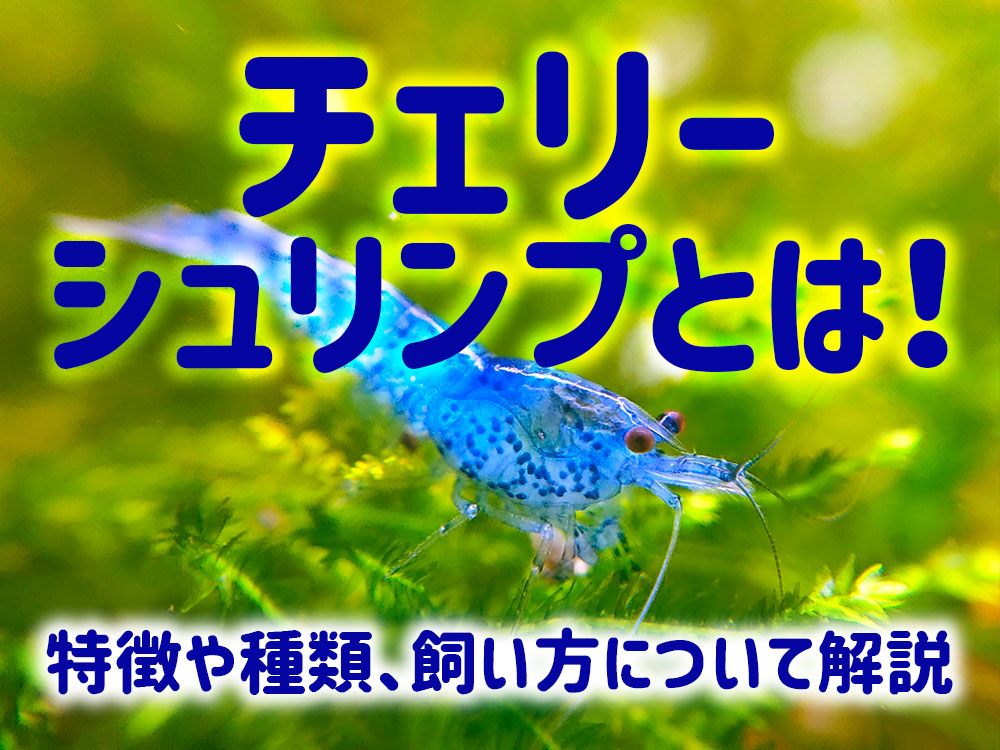 チェリーシュリンプとは!特徴・種類・飼育法から死ぬ原因まで解説のサムネイル画像