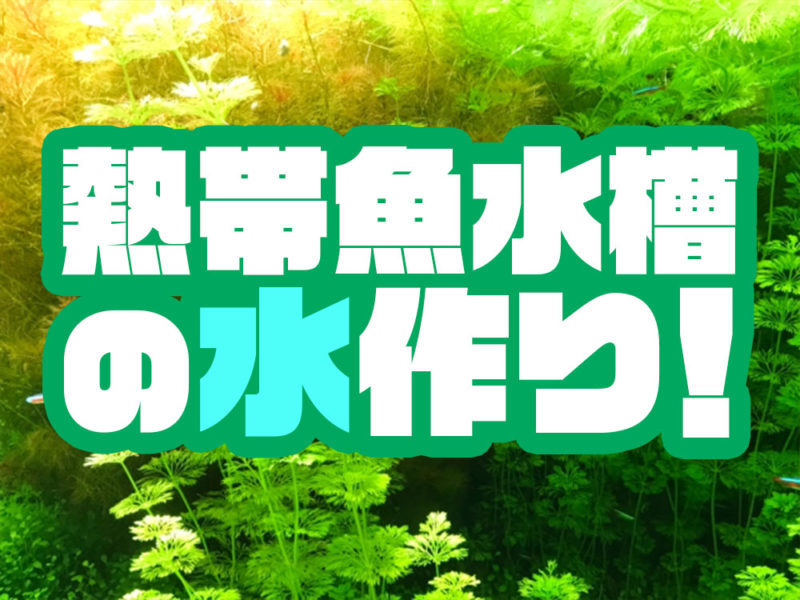 熱帯魚水槽の水作りの文字と水草が茂る水槽の見出し画像