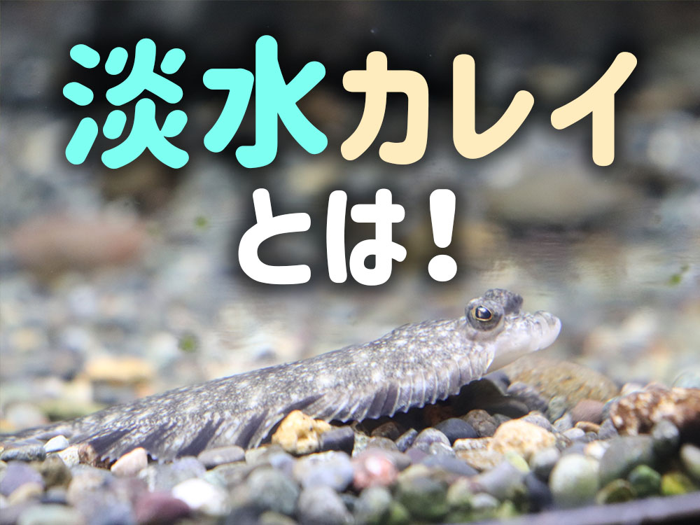 淡水カレイとは!特徴から飼育環境、餌、混泳について解説します!のサムネイル画像