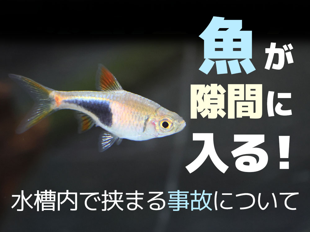 魚が隙間に入る！水槽内で挟まる事故の原因と防止対策・事故後のケアのサムネイル画像