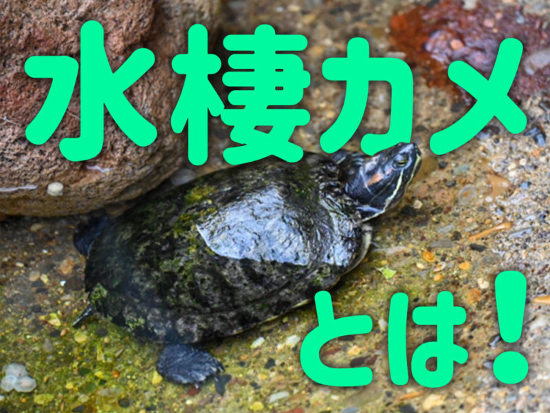 水棲カメとは!の文字と岩場にいるカメの見出し画像