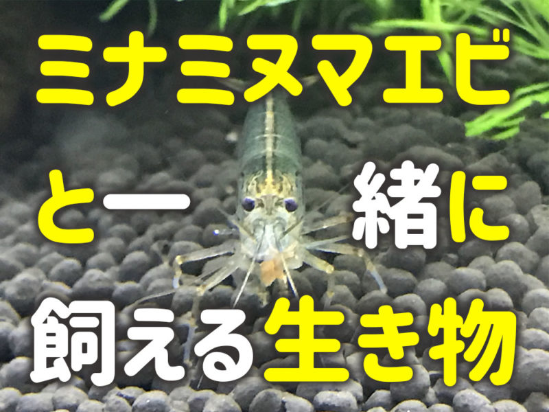 ミナミヌマエビと一緒に飼える生き物の見出し画像