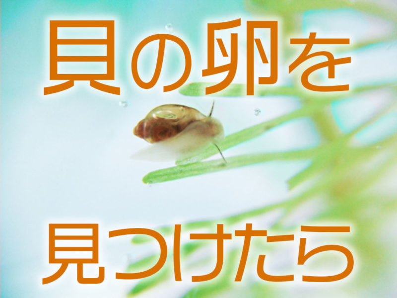貝の卵を見つけたらと書かれた文字と水草に付く貝の見出し画像