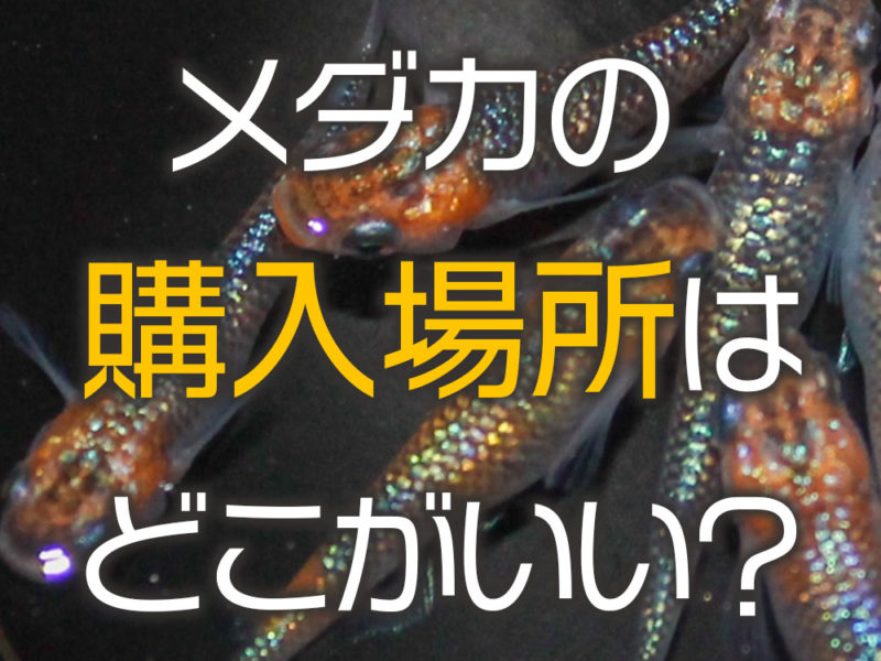 メダカの購入場所はどこがいい？の文字と泳ぐメダカ群れ
